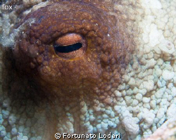 octopus' eye by Fortunato Lodari 